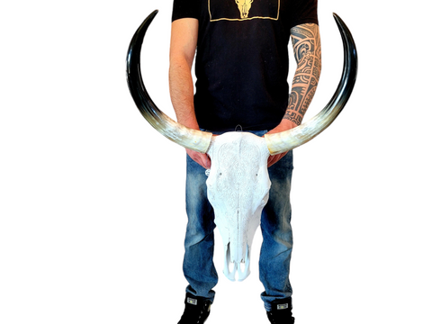 Cow Skull Texas Longhorn - Engraved G#1 (2')