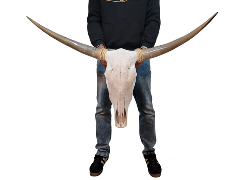 Cow Skull Texas Longhorn - Engraved G#7 (3'8")