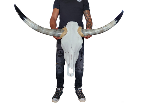 Cow Skull Texas Longhorn (3'11") A#03