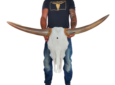 Cow Skull Texas Longhorn (3'2") A#08