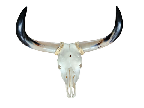 Cow Skull Texas Longhorn (2'5") A#21
