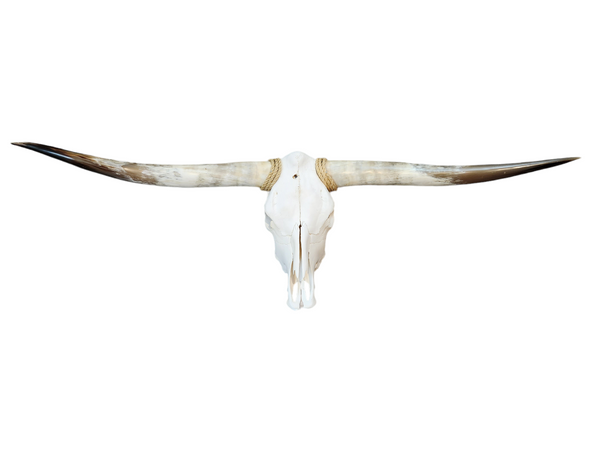 Cow Skull Texas Longhorn (5'4") A#09