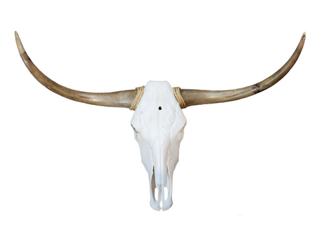 Cow Skull Texas Longhorn (3'4") A#11
