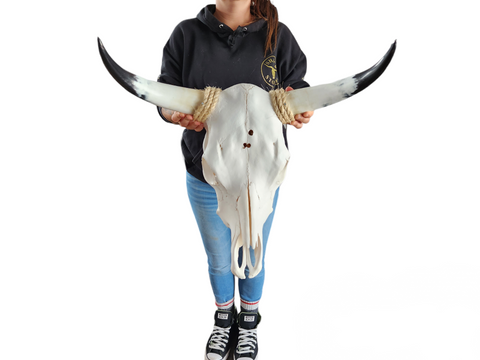 Cow Skull Texas Longhorn (1'11") A#25
