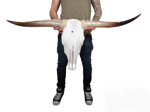 Cow Skull Texas Longhorn (2'11") A#27