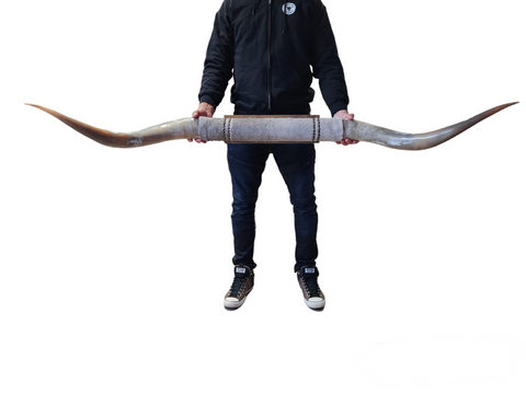 Mounted  Horns - Texas Longhorn (5'5") C#15