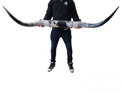 Mounted  Horns - Texas Longhorn (5'1") C#16