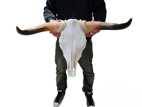 Cow Skull Texas Longhorn (1'11") A#31