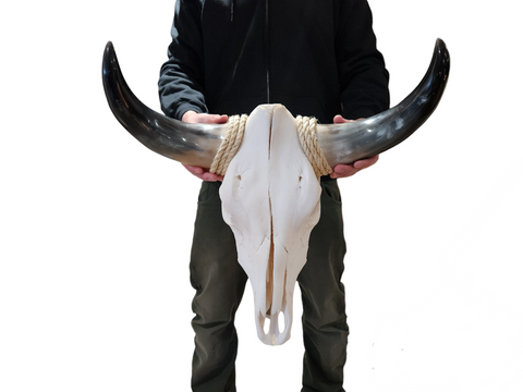 Cow Skull Texas Longhorn (1'10") A#32