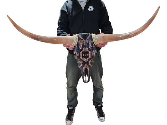 Black Southwestern Texas Longhorn (3'1")