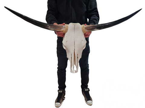 Cow Skull Texas Longhorn (2'10") A#35