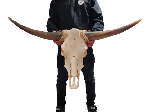 Cow Skull Texas Longhorn (3') A#37