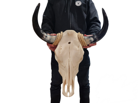 Cow Skull Texas Longhorn (1'7") A#34
