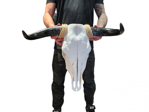 Cow Skull Texas Longhorn (1'9") A#13