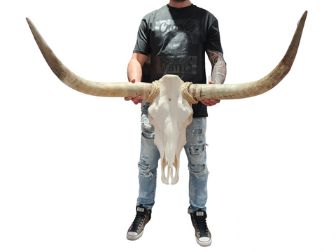 Cow Skull Texas Longhorn (3'2") A#38