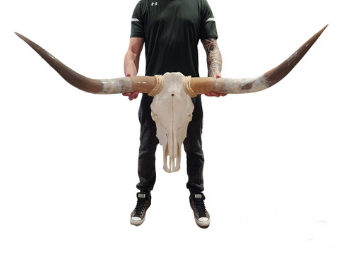 Cow Skull Texas Longhorn (4') A#40