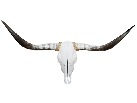 Cow Skull Texas Longhorn (4') A#15