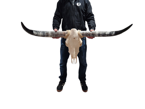 Cow Skull Texas Longhorn (4'7") A#17