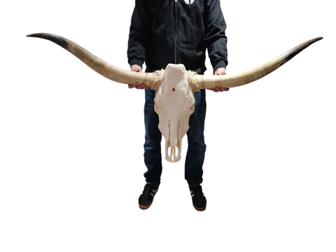 Cow Skull Texas Longhorn (4'9") A#30