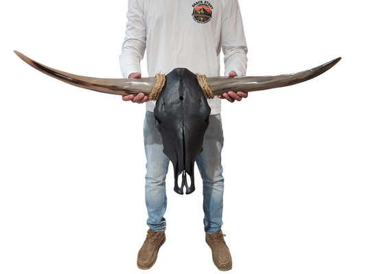 Cow Skull Texas Longhorn (3'1") A#39