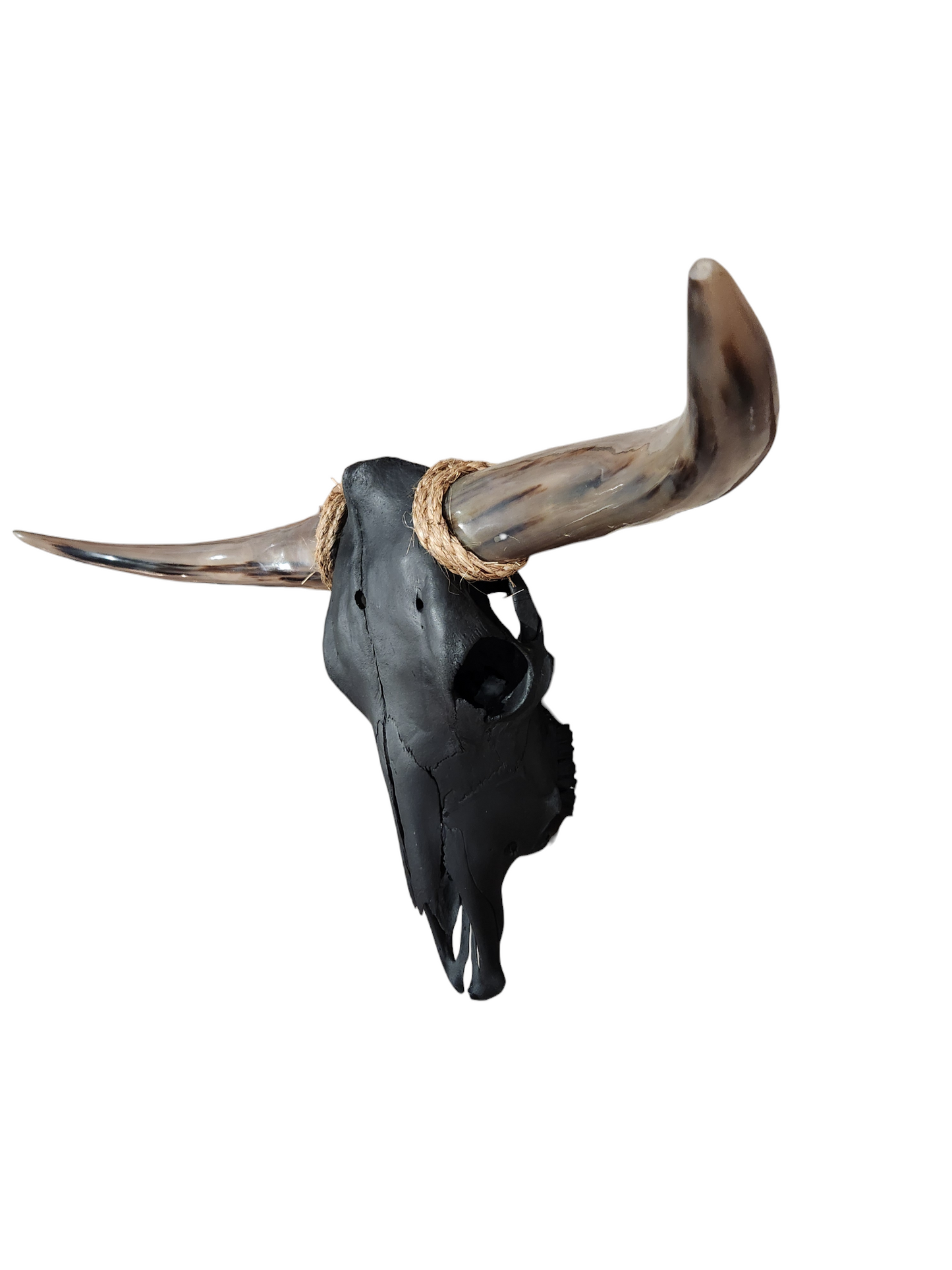 Cow Skull Texas Longhorn (3'1") A#39