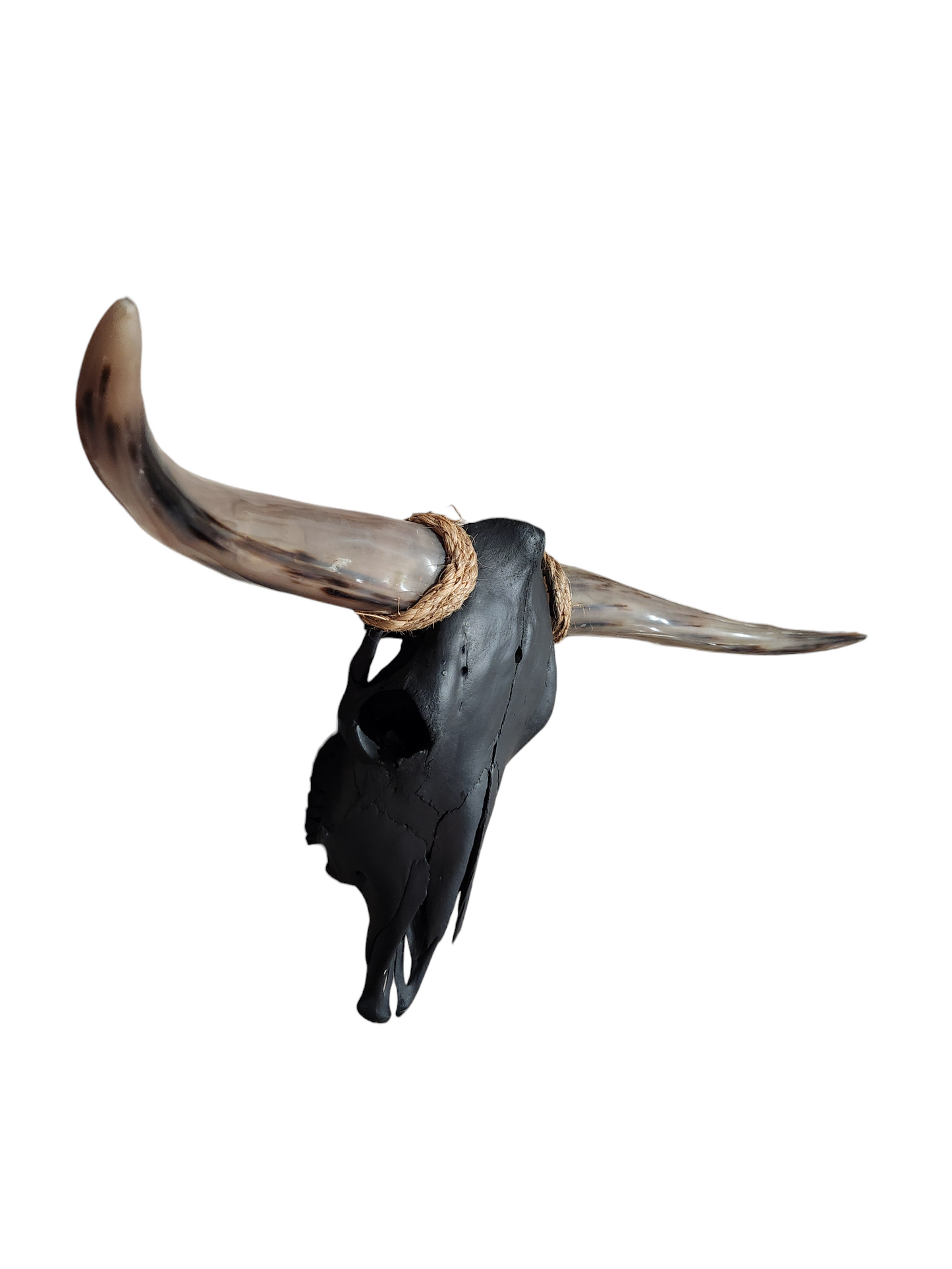 Cow Skull Texas Longhorn (3'1") A#39