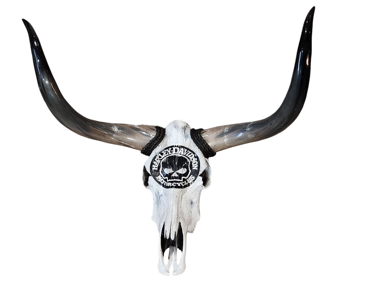 Harley Texas Longhorn (3'1")