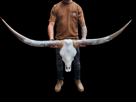 Crâne de vache Texas longhorn (4'9'') A#30