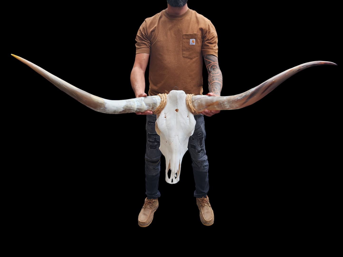 Cow Skull Texas Longhorn (4'3") A#19