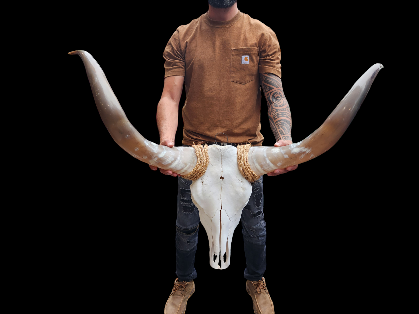 Cow Skull Texas Longhorn (3'6") F#59