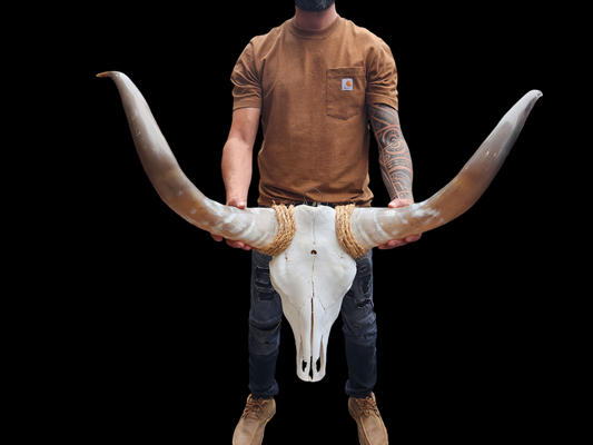 Crâne de vache Texas Longhorn (4'6") F#59