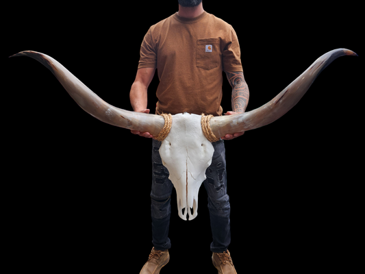 Crâne de vache Texas Longhorn (2'8") A#14