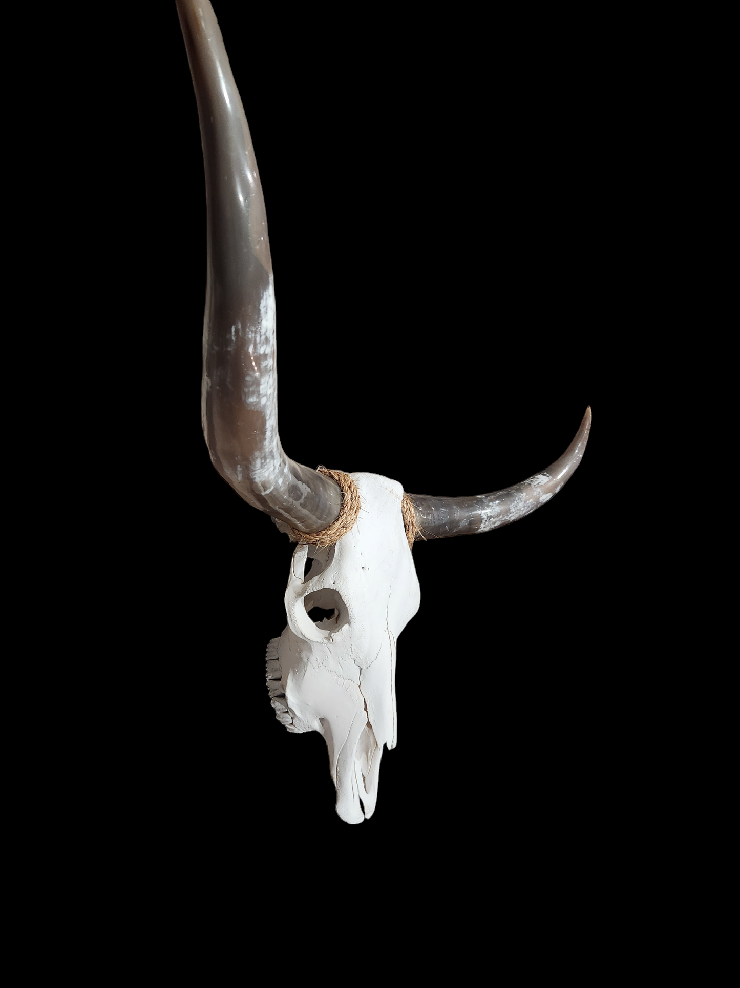 Cow Skull Texas Longhorn (4'2") A#30