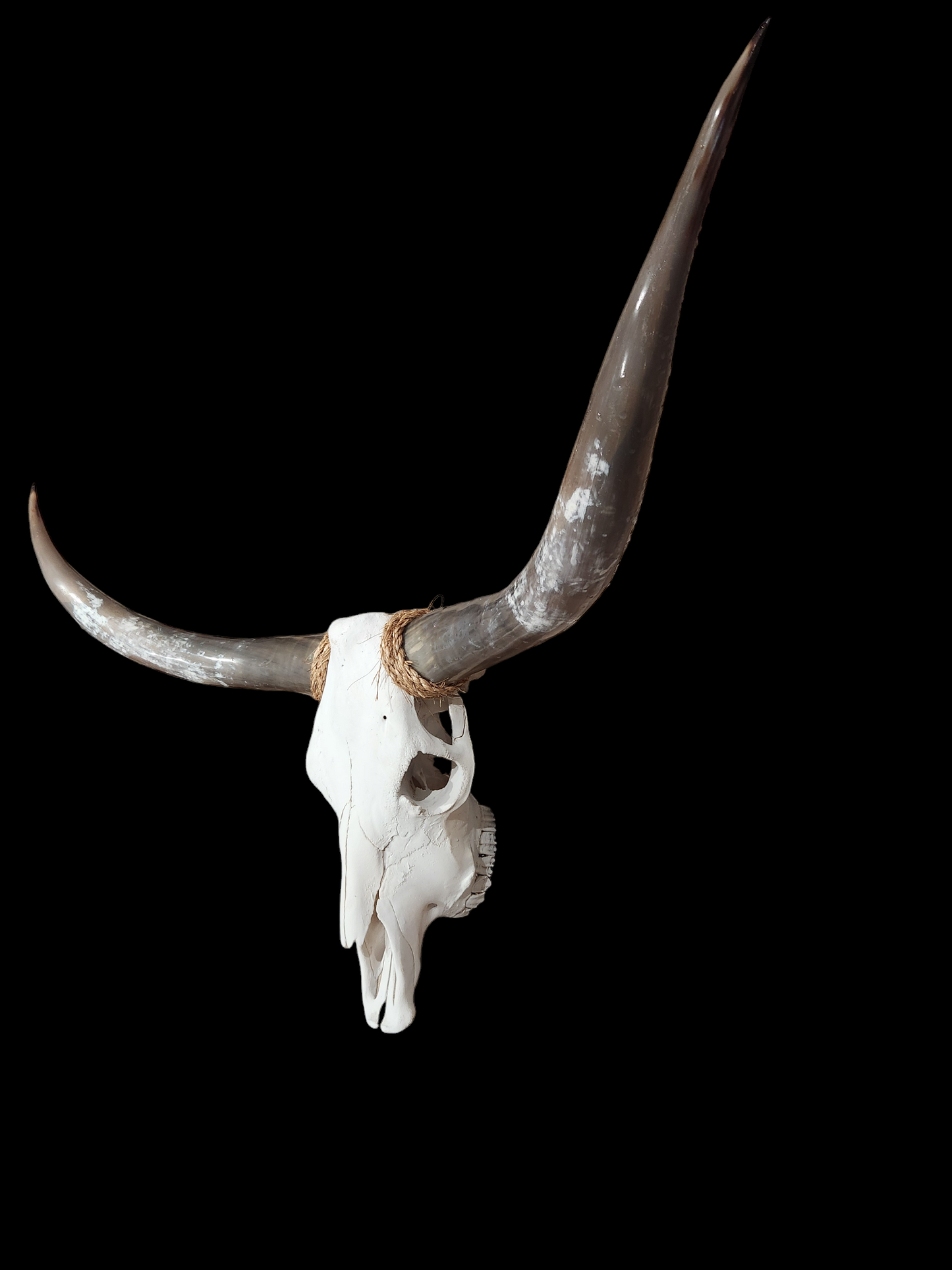 Cow Skull Texas Longhorn (4'2") A#30