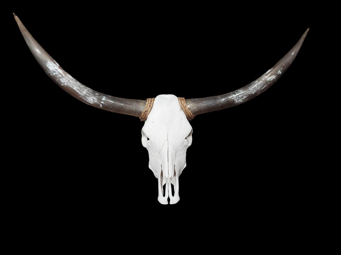 Cow Skull Texas Longhorn (4'2") A#30