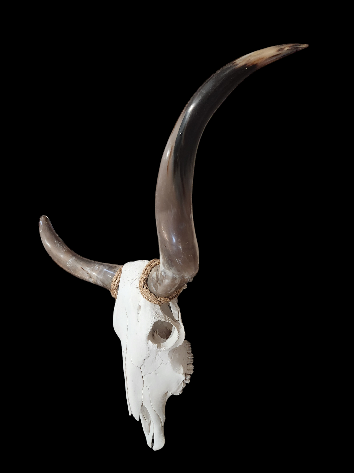 Cow Skull Texas Longhorn (4'1") A#14