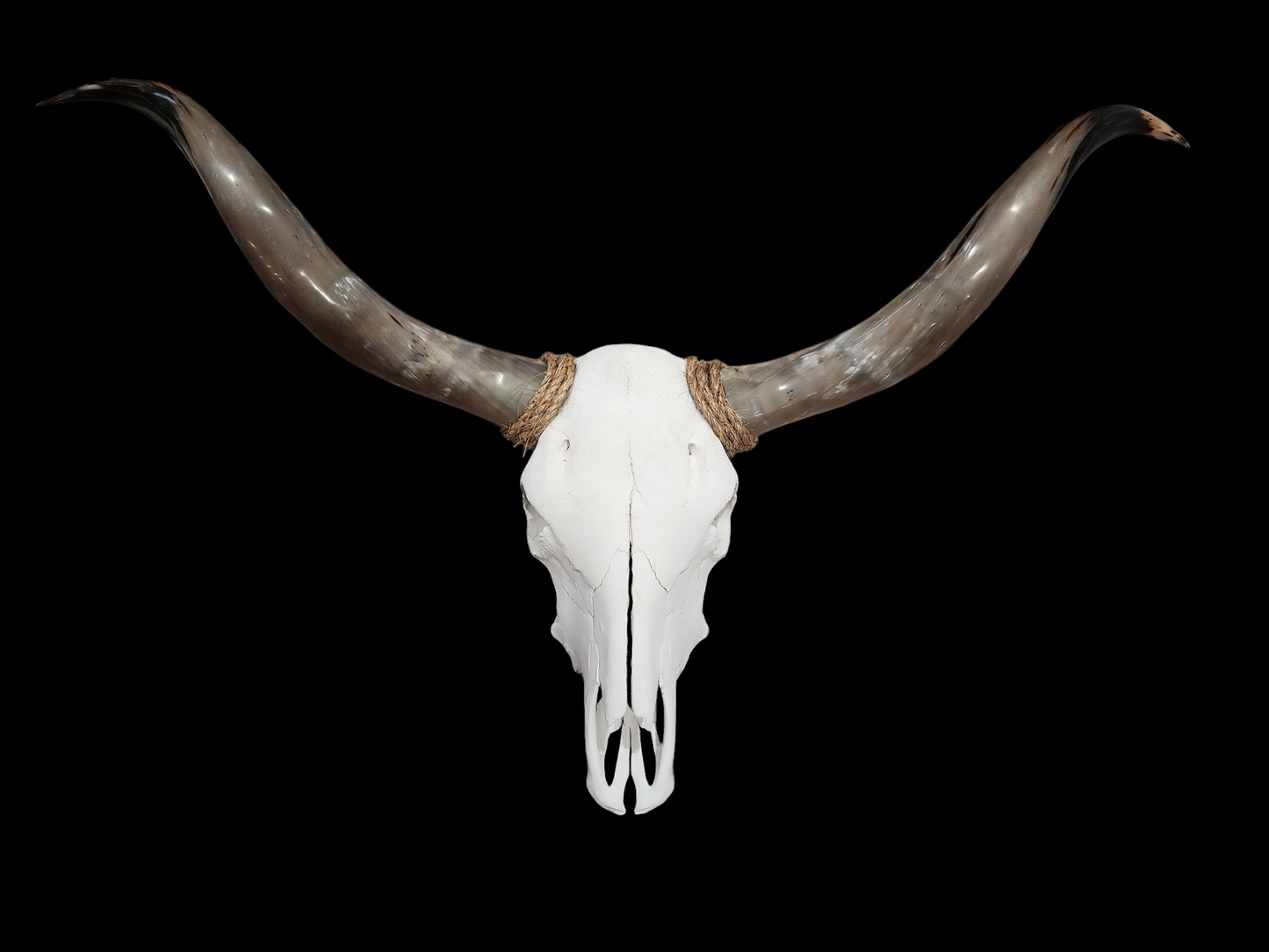 Crâne de vache Texas Longhorn (2'8") A#14