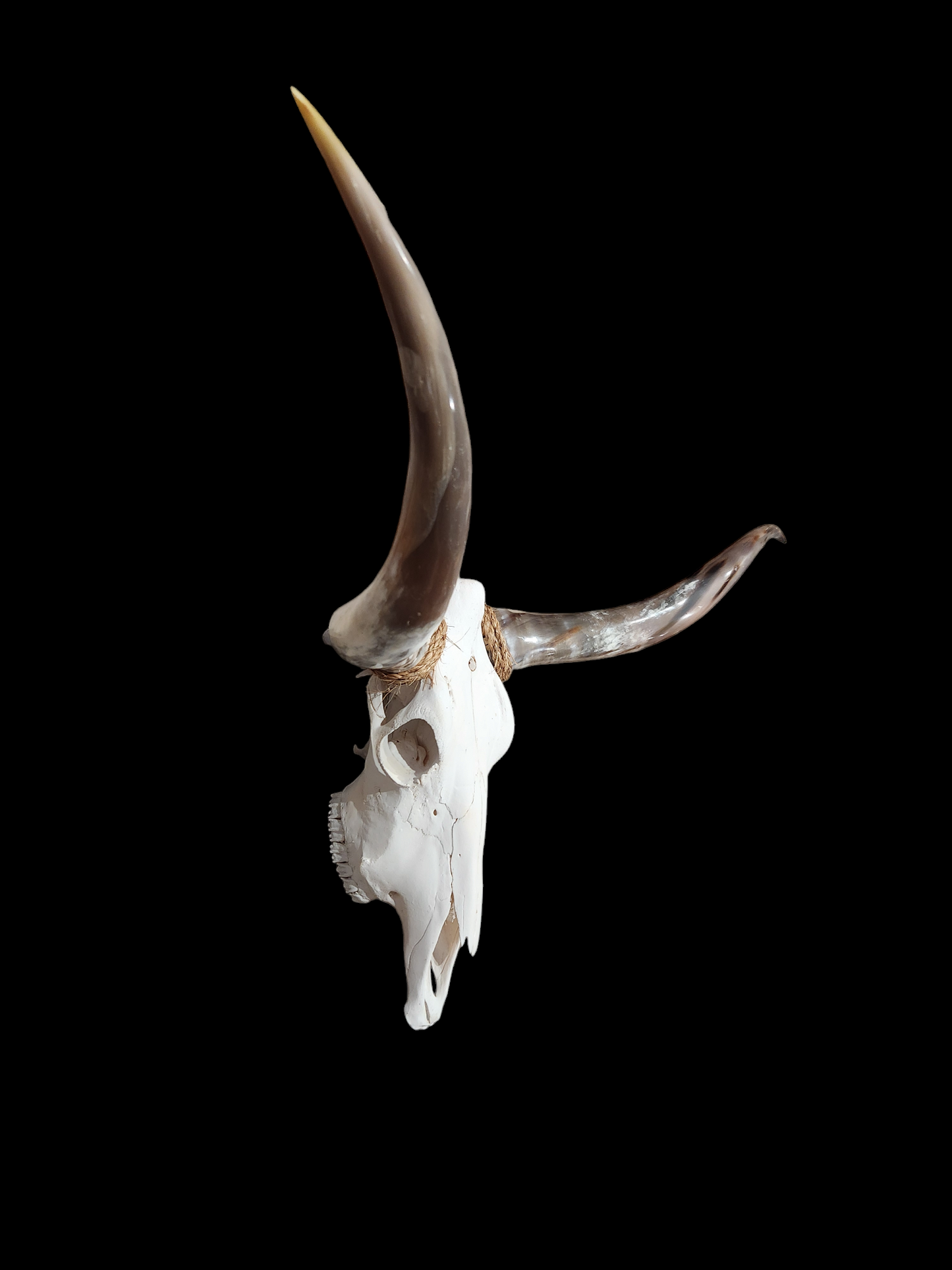 Cow Skull Texas Longhorn (4'3") A#19