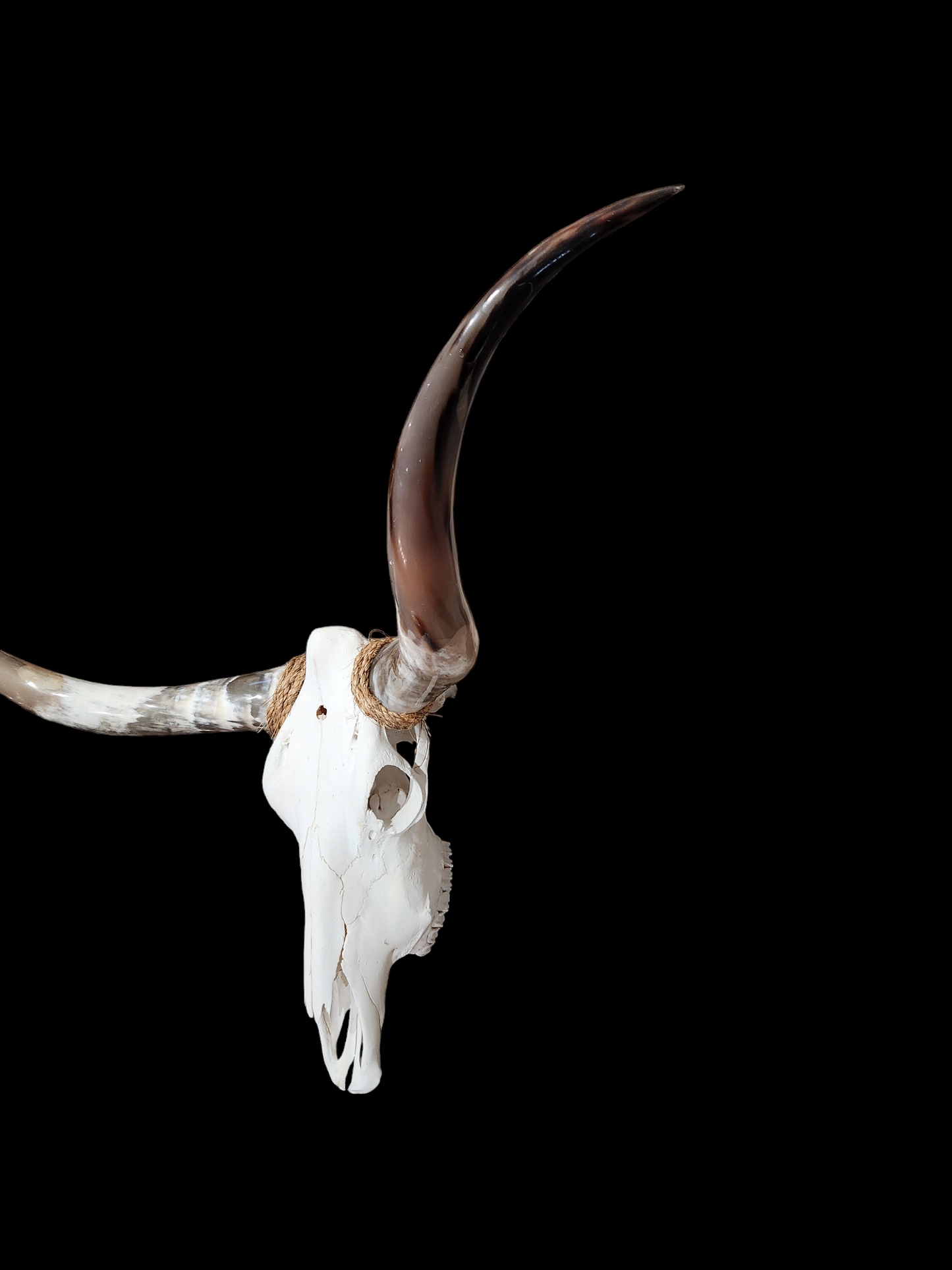 Cow Skull Texas Longhorn (4'3") A#19