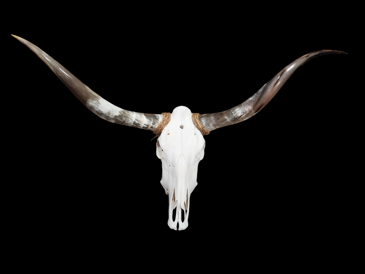 Cow Skull Texas Longhorn (4'3") A#19