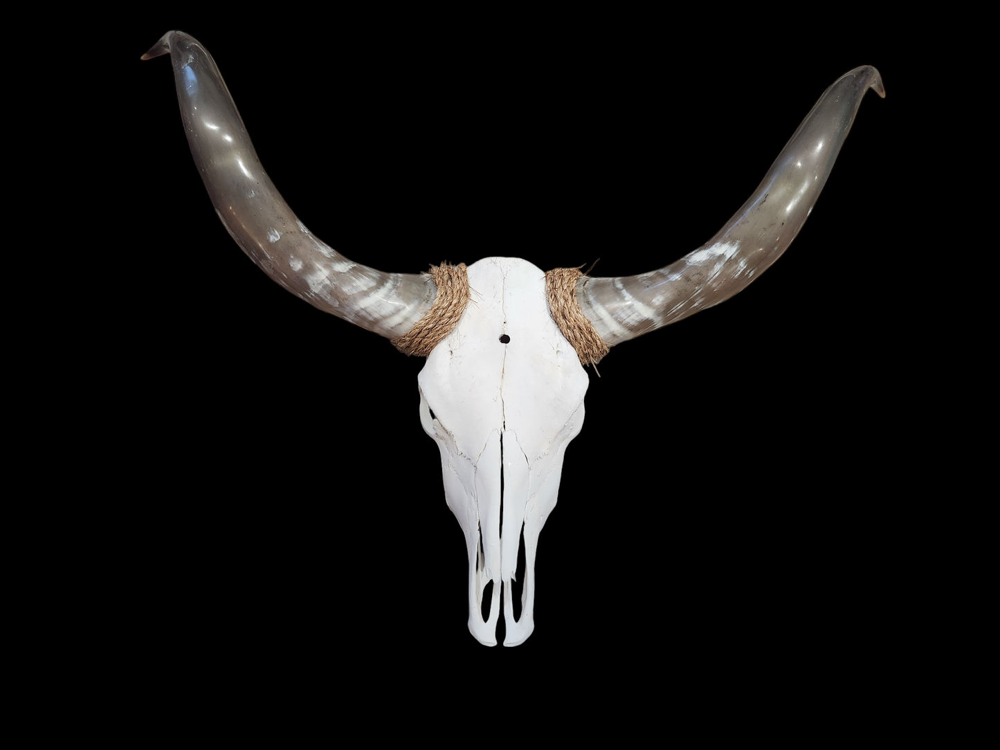 Cow Skull Texas Longhorn (3'6") F#59