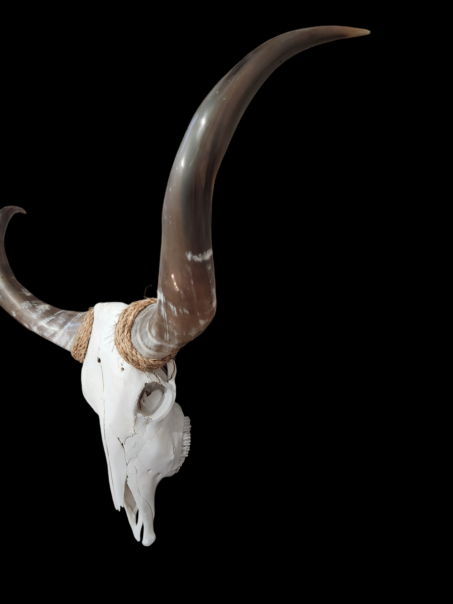 Cow Skull Texas Longhorn (3'6") F#59