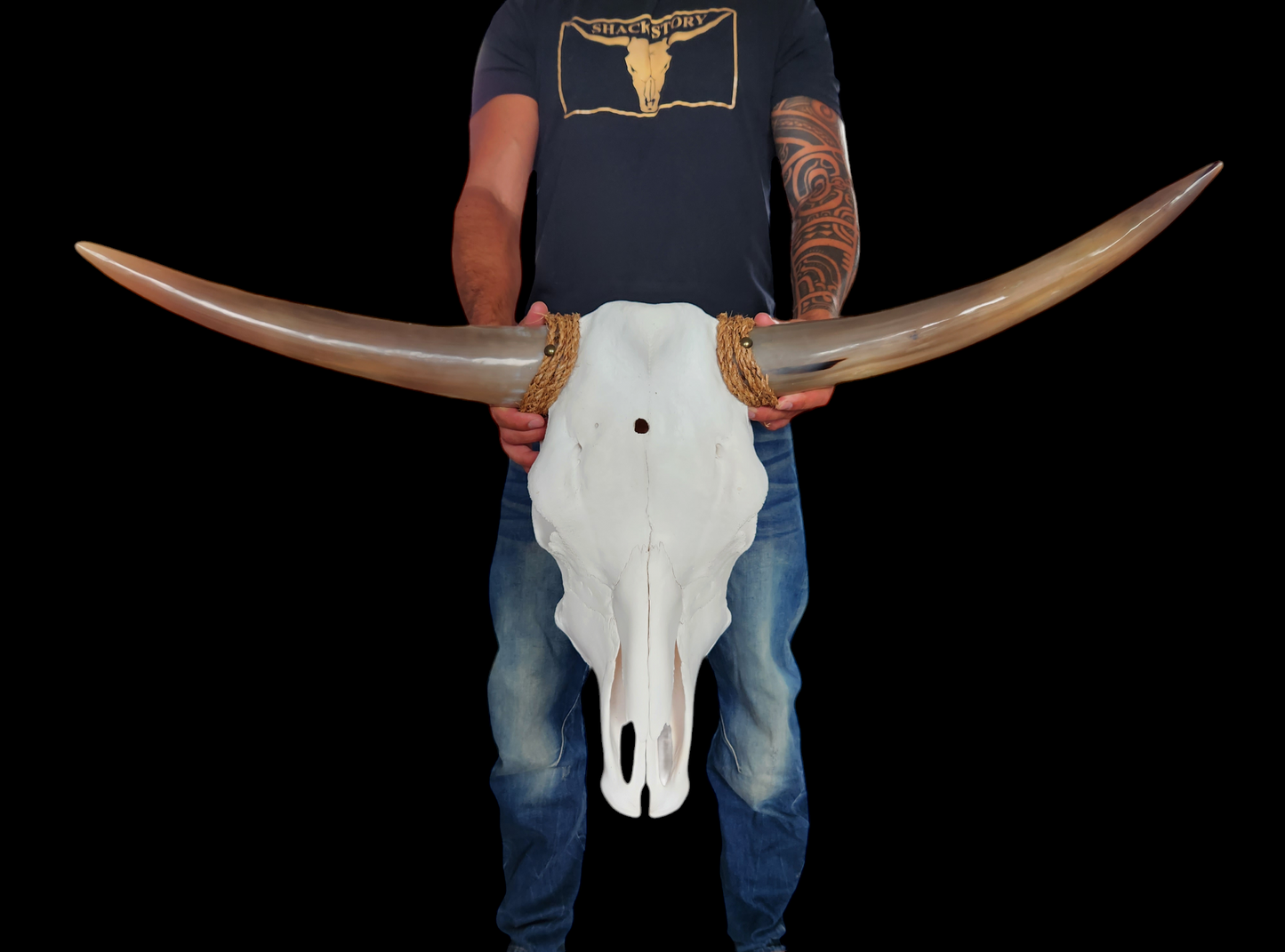 Cow Skull Texas Longhorn (3'2") A#08