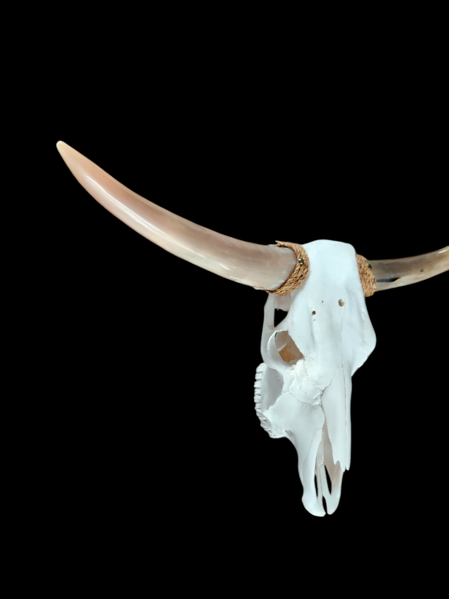 Cow Skull Texas Longhorn (3'2") A#08