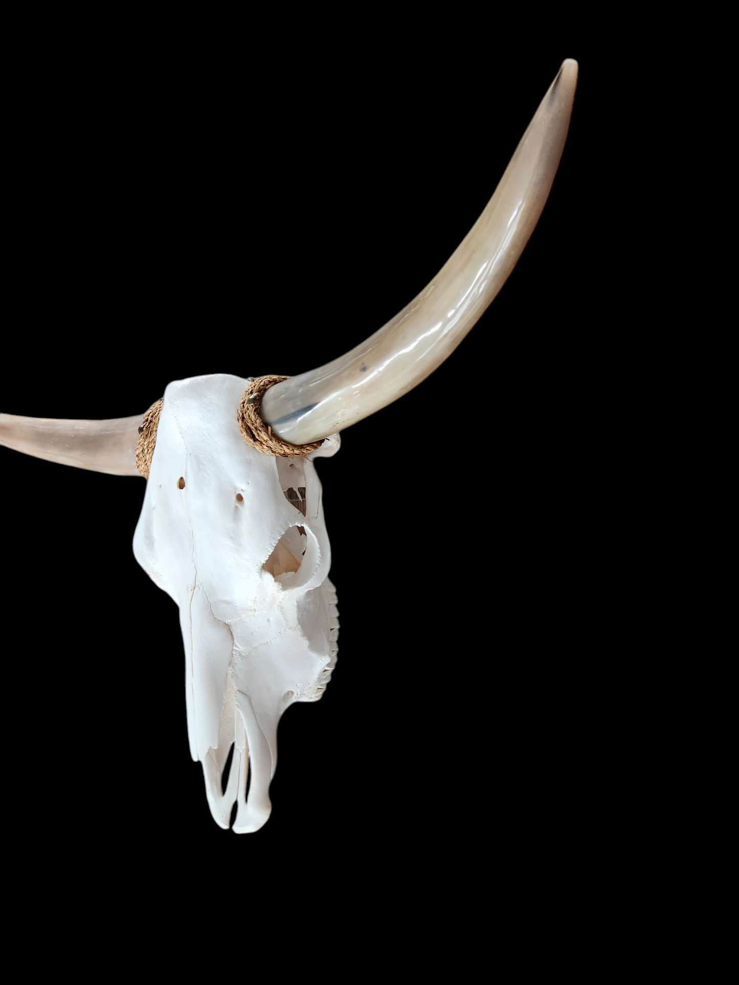 Cow Skull Texas Longhorn (3'2") A#08