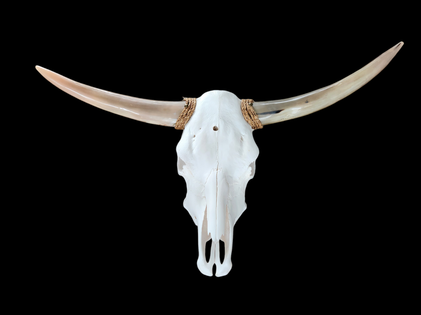 Cow Skull Texas Longhorn (3'2") A#08