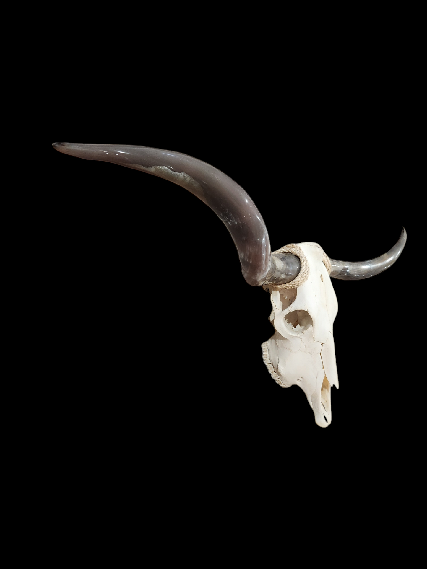 Cow Skull Texas Longhorn (5'2") A#09