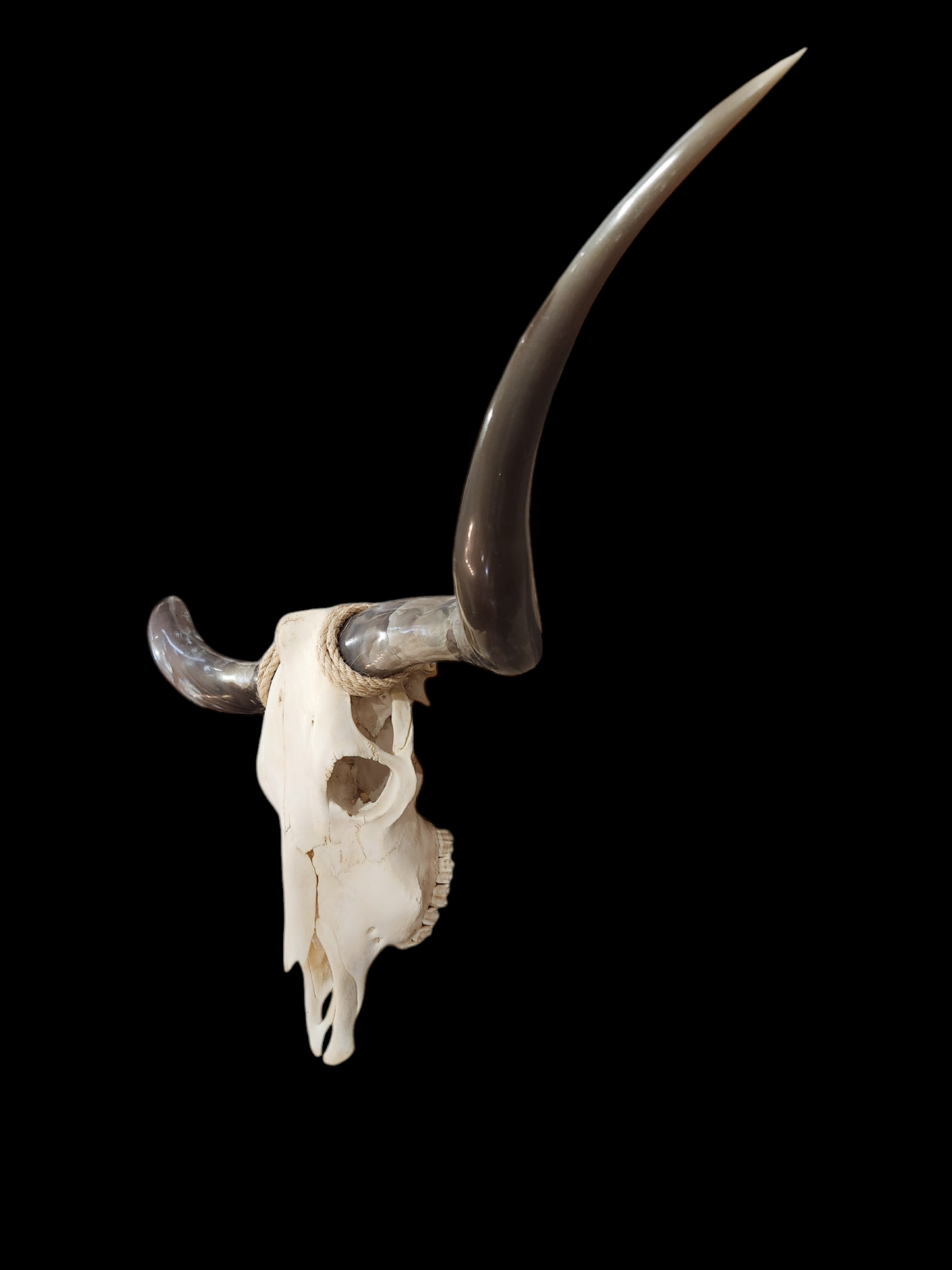 Cow Skull Texas Longhorn (5'2") A#09