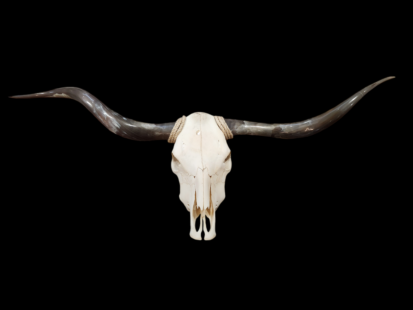 Cow Skull Texas Longhorn (5'2") A#09