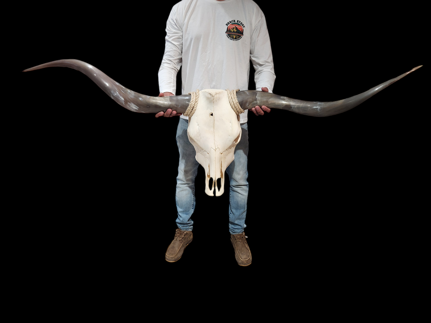 Cow Skull Texas Longhorn (5'2") A#09